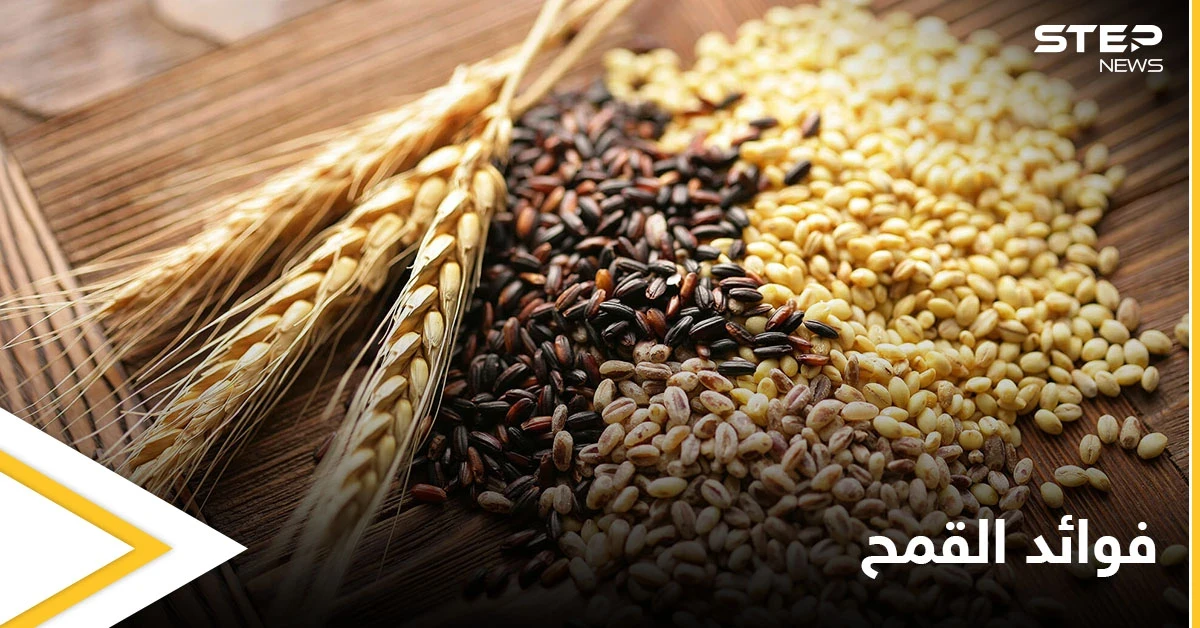القمح النبات الأكثر شهرة في العالم.. تعرف على فوائده التي لا تتوقعها