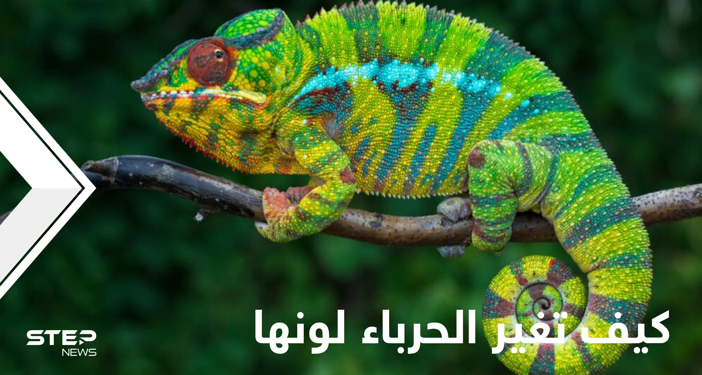 كيف تغير الحرباء لونها ومتى تفعل ذلك.. إليك حقائق مدهشة عن حياتها