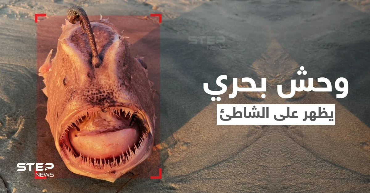 شاهد|| وحش بحري يمتلك خطماً مضيئاً لإغراء الأسماك الصغيرة وافتراسها يظهر على أحد الشواطئ