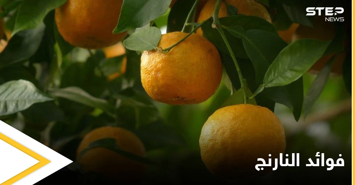 منها خسارة الوزن وعلاج ضغط الدم تعرف على فوائد النارنج الكثيرة