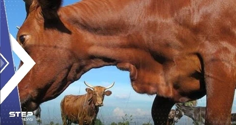 بينها الأردن.. دول توقف لحوم الأبقار البرازيلية وسط تحقيق في إصابة بـ جنون البقر