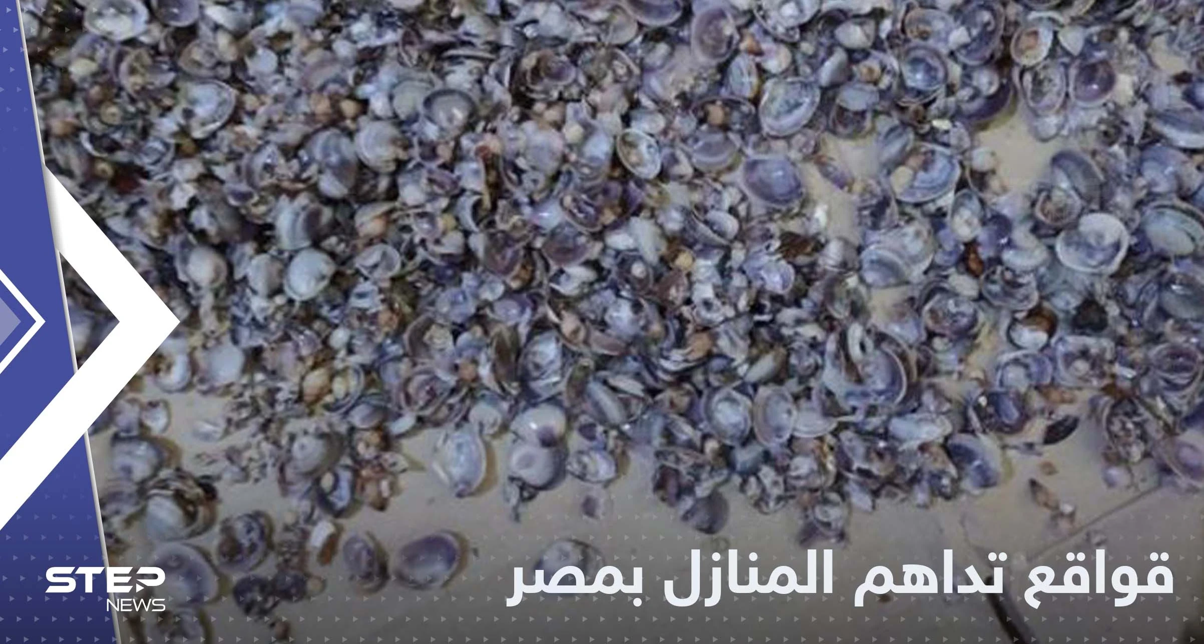 قواقع بحرية تداهم المنازل في مصر والسلطات تتحرك