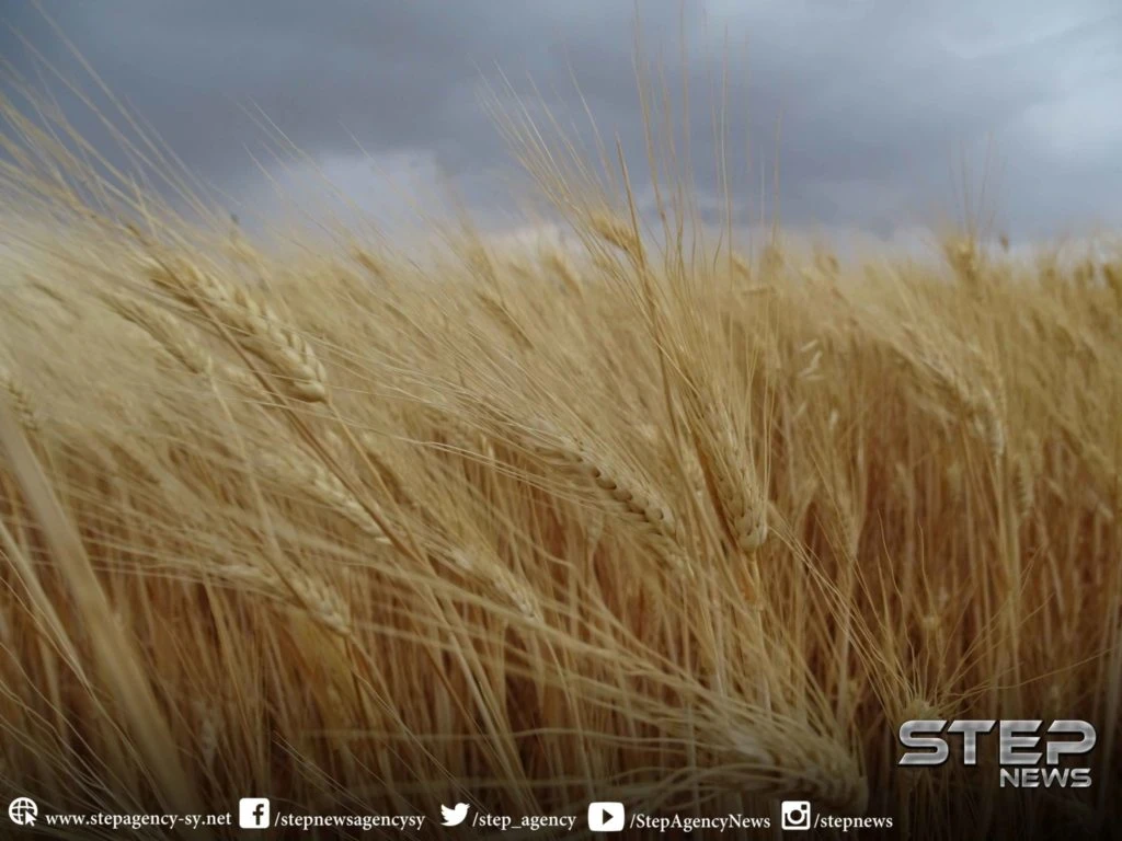 تحذيرات للحكومة المؤقتة من اندثار موسم القمح شمالي حماة