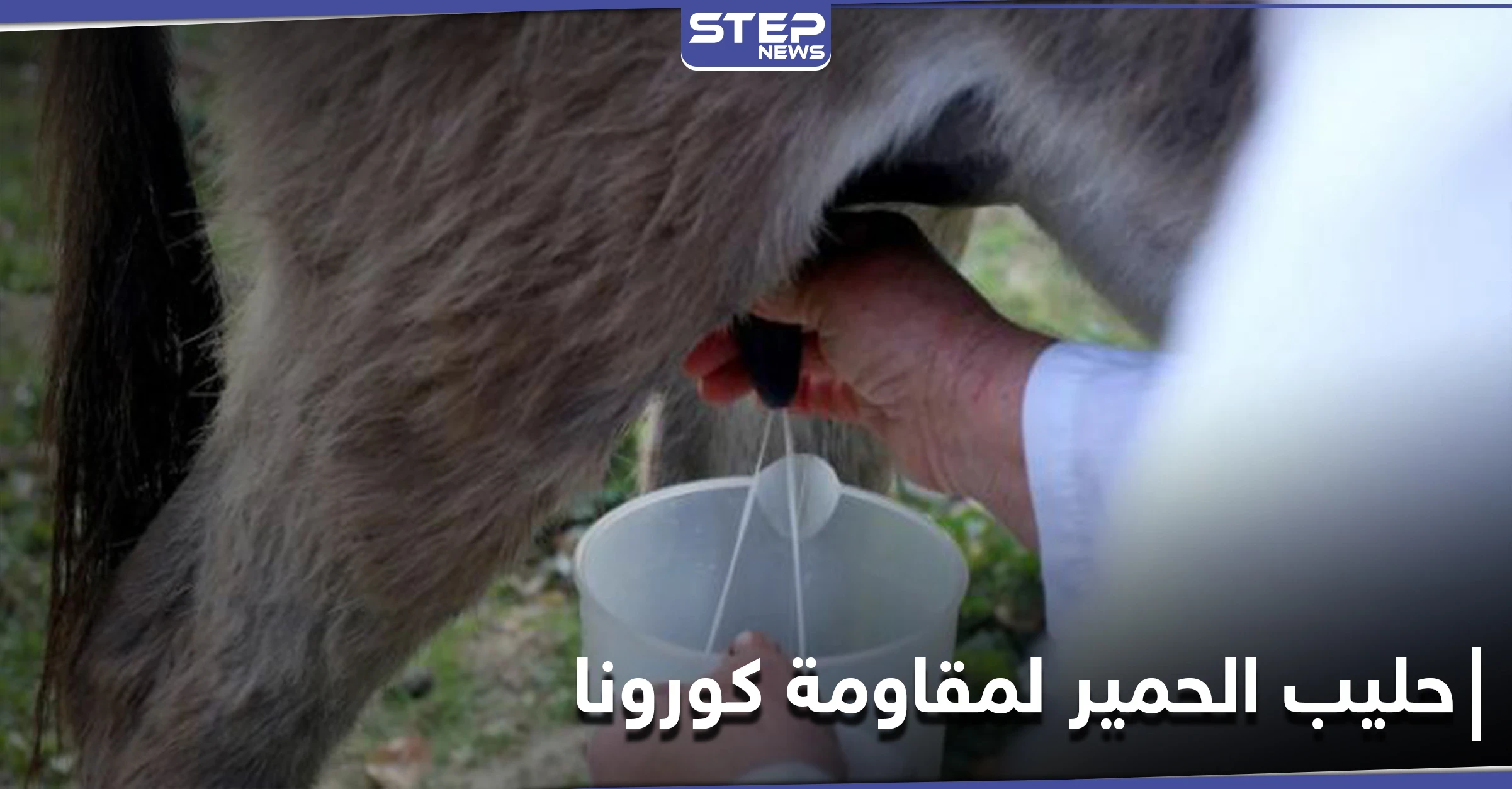 طريقة جديدة لمقاومة كورونا في ألبانيا .. باستخدام حليب الحمير