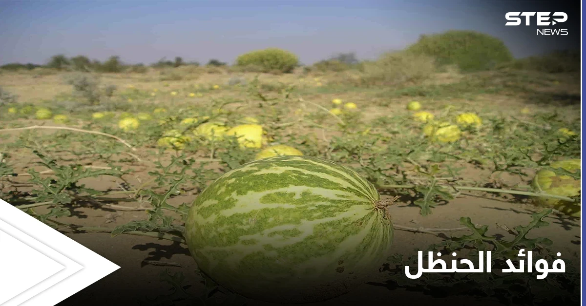 شديد المرارة لكنه كنز للصحة.. تعرف على فوائد الحنظل لعلاج السكري والسرطان والوقاية من الفصال العظمي