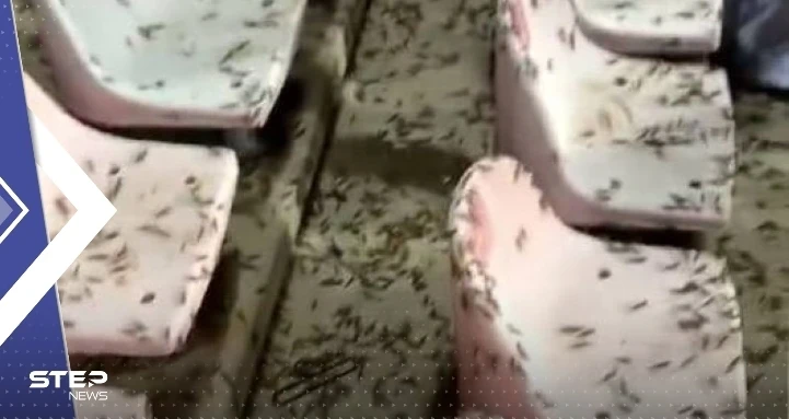بعد انتشاره في مكة المكرمة.. بيان سعودي حول مخاطر الجراد النطاط على الإنسان والنبات