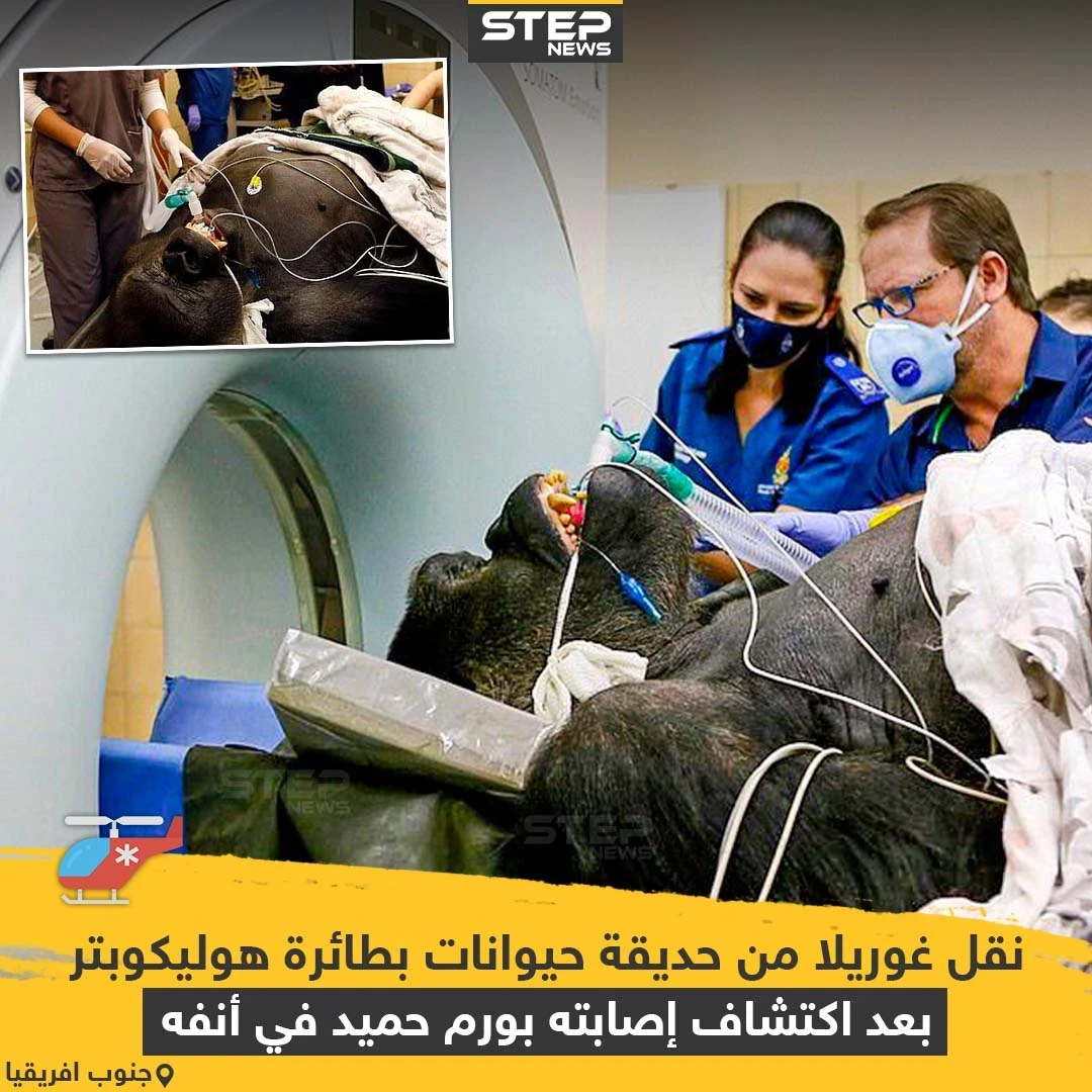 نقل غوريلا من حديقة حيوانات بطائرة هوليكوبتر بعد اكتشاف إصابته بورم حميد في أنفه