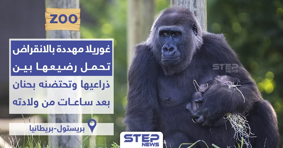 غوريلا مُهدّدة بالانقراض تحتضن رضيعها بين يديها بحنان بعد ساعات من ولادته