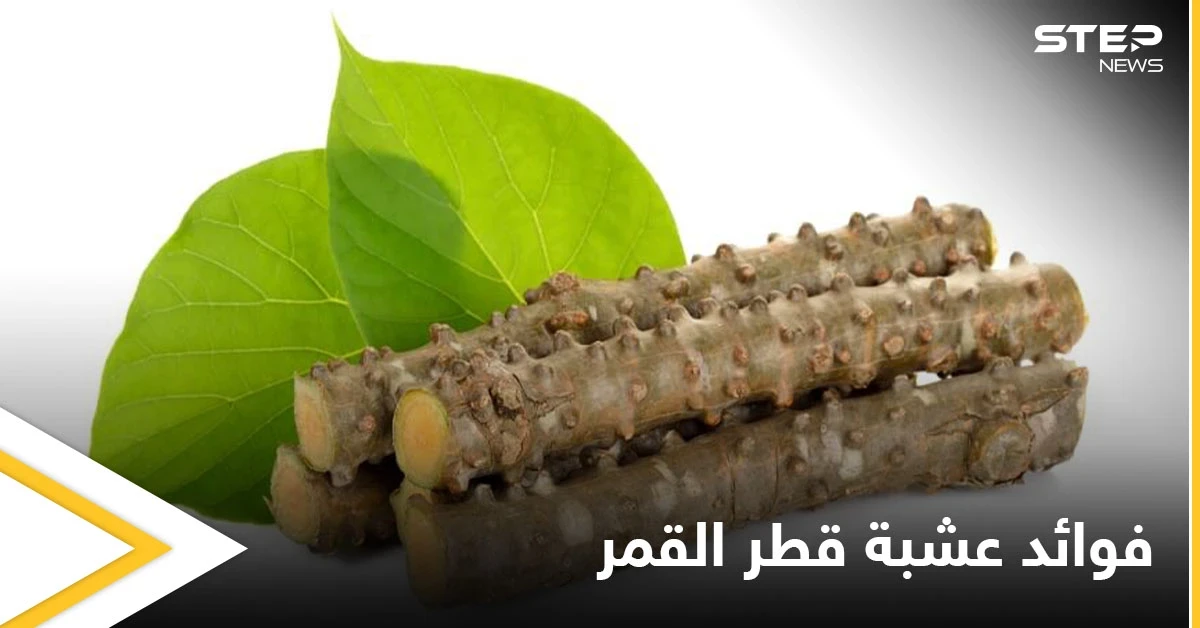 منها الفصام العظمي والجرب.. تعرف على الأمراض التي تعالجها عشبة قطر القمر والأضرار المحتملة لاستخدامها
