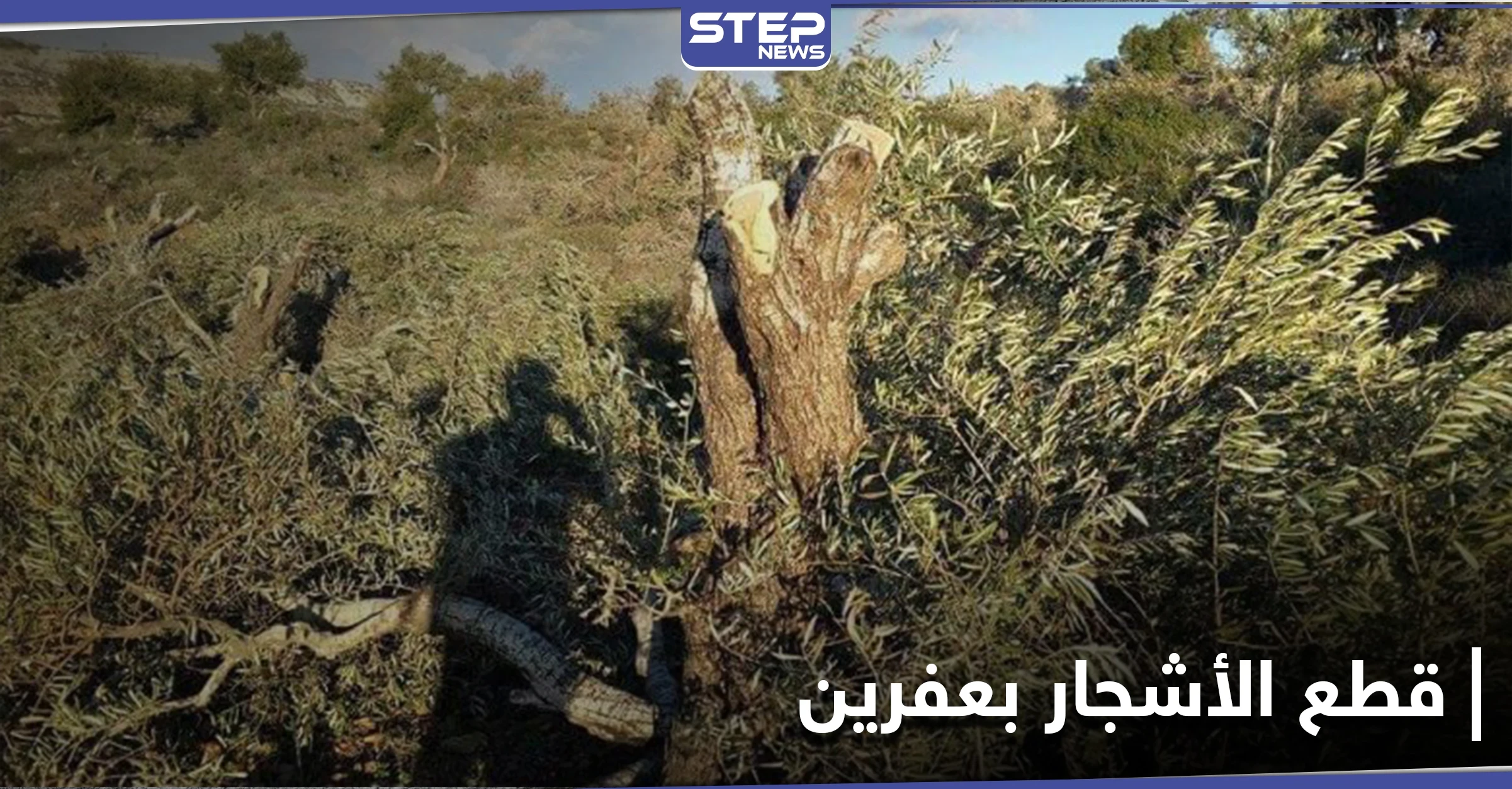 للتدفئة والتجارة.. أشجار الزيتون بعفرين تقطعها فصائل من "الجيش الوطني"