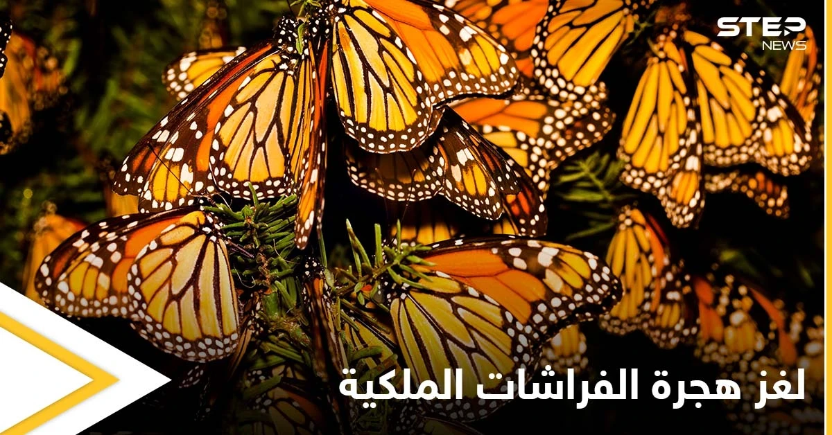 لغز هجرة الفراشات الملكية الذي حير العلماء ودورة حياتها الغريبة
