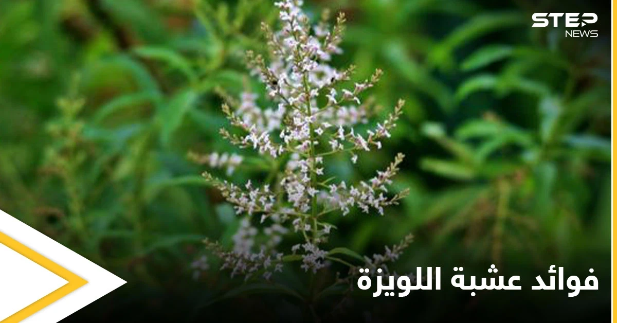 منها التنحيف وتقوية المناعة.. تعرف فوائد عشبة اللويزة الكثيرة للصحة والجمال