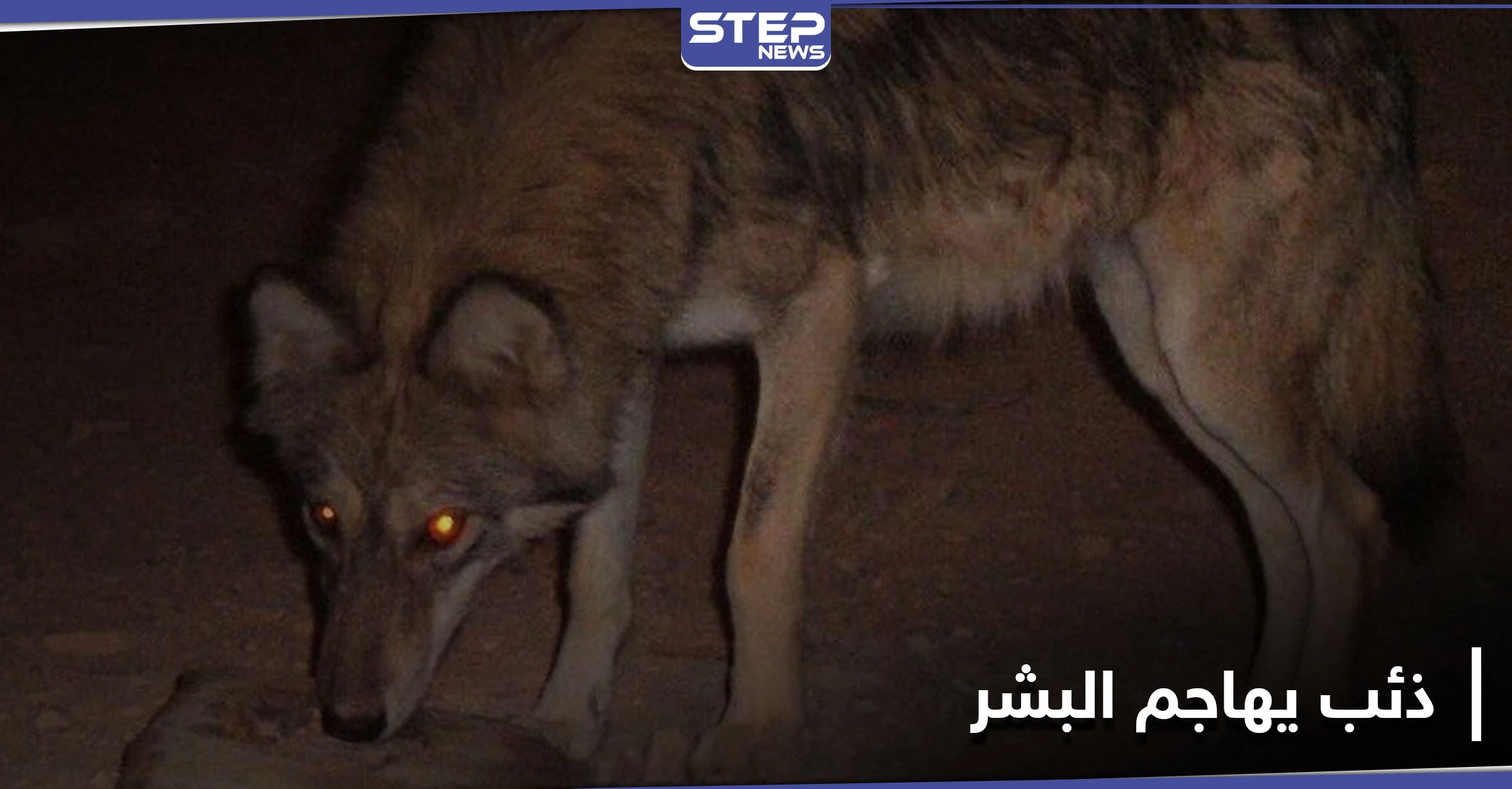 بالصور|| في حادثة نادرة.. ذئب يهجم على منزل بريف دير الزور ويخطف رضيعاً ويجرح آخرين