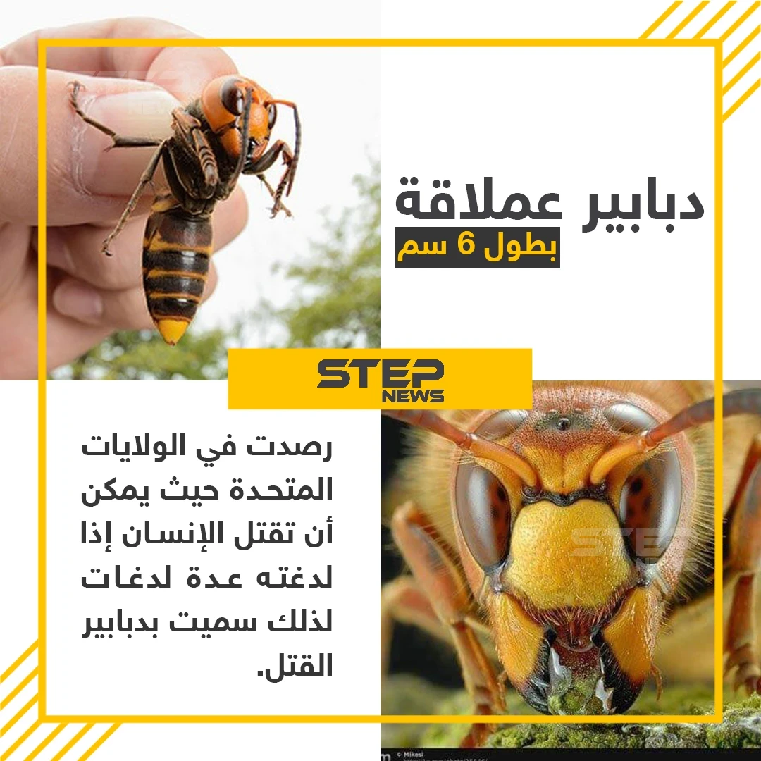 انتشار "الدبابير القاتلة" في الولايات المتحدة الأمريكية