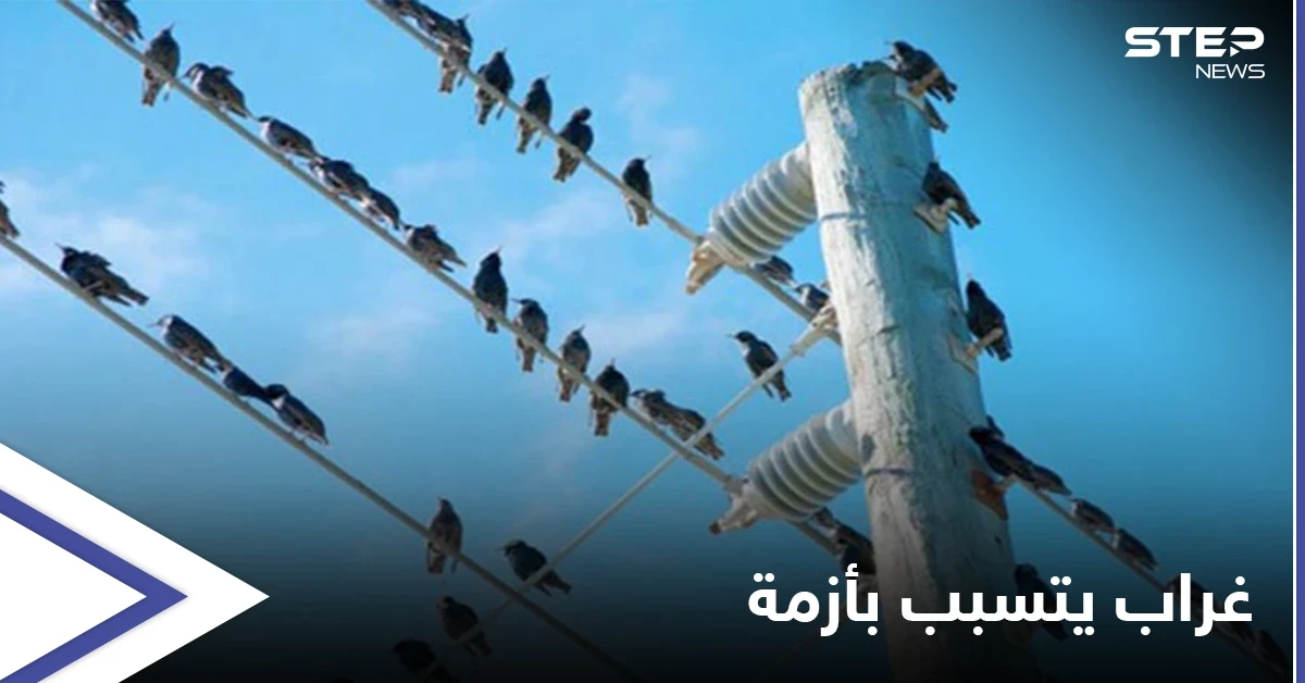 غراب يتسبب بإغراق عاصمة عربية في الظلام الدّامس وإحالة مسؤولين للتحقيق