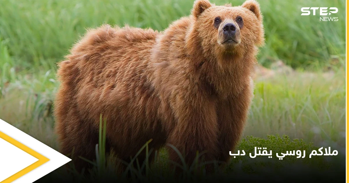 ملاكم روسي شهير يطعن دب ضخم حتى الموت انتقاماً لموت صديقه