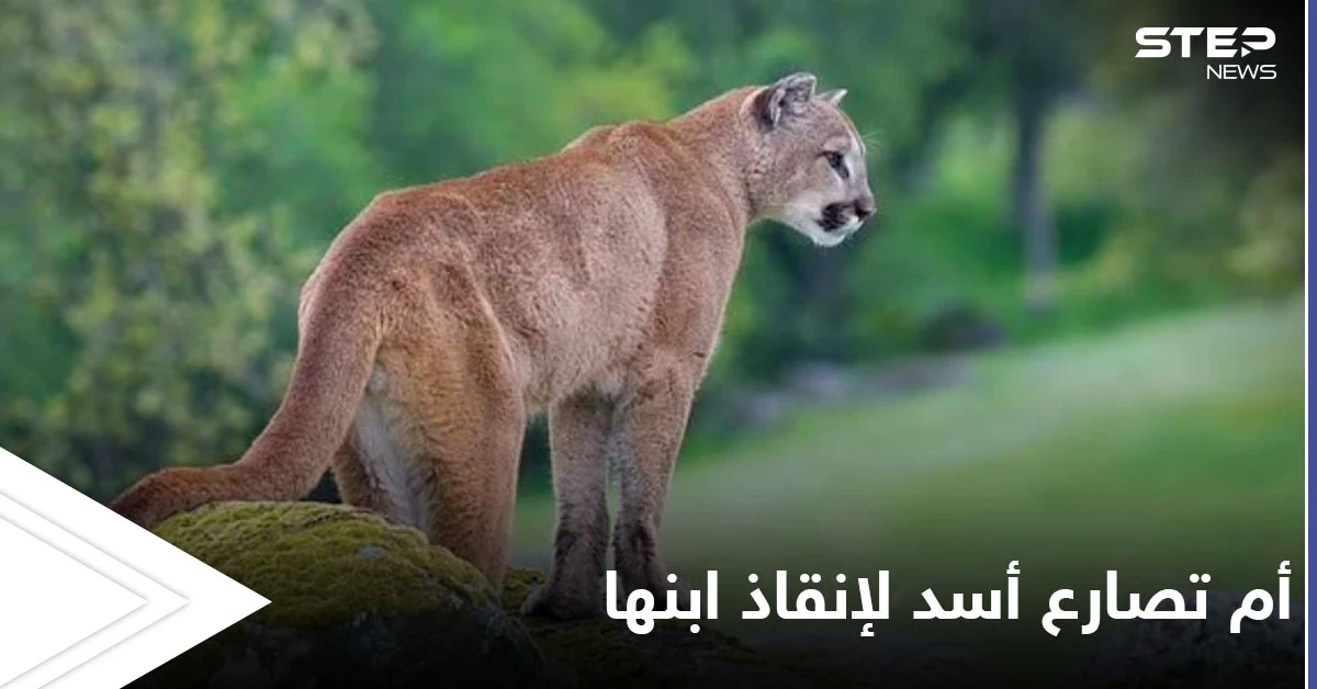 أم أمريكية شجاعة تقاتل أسداً جبلياً بيديها العاريتين بعد مشاهدته يجر ولدها الصغير