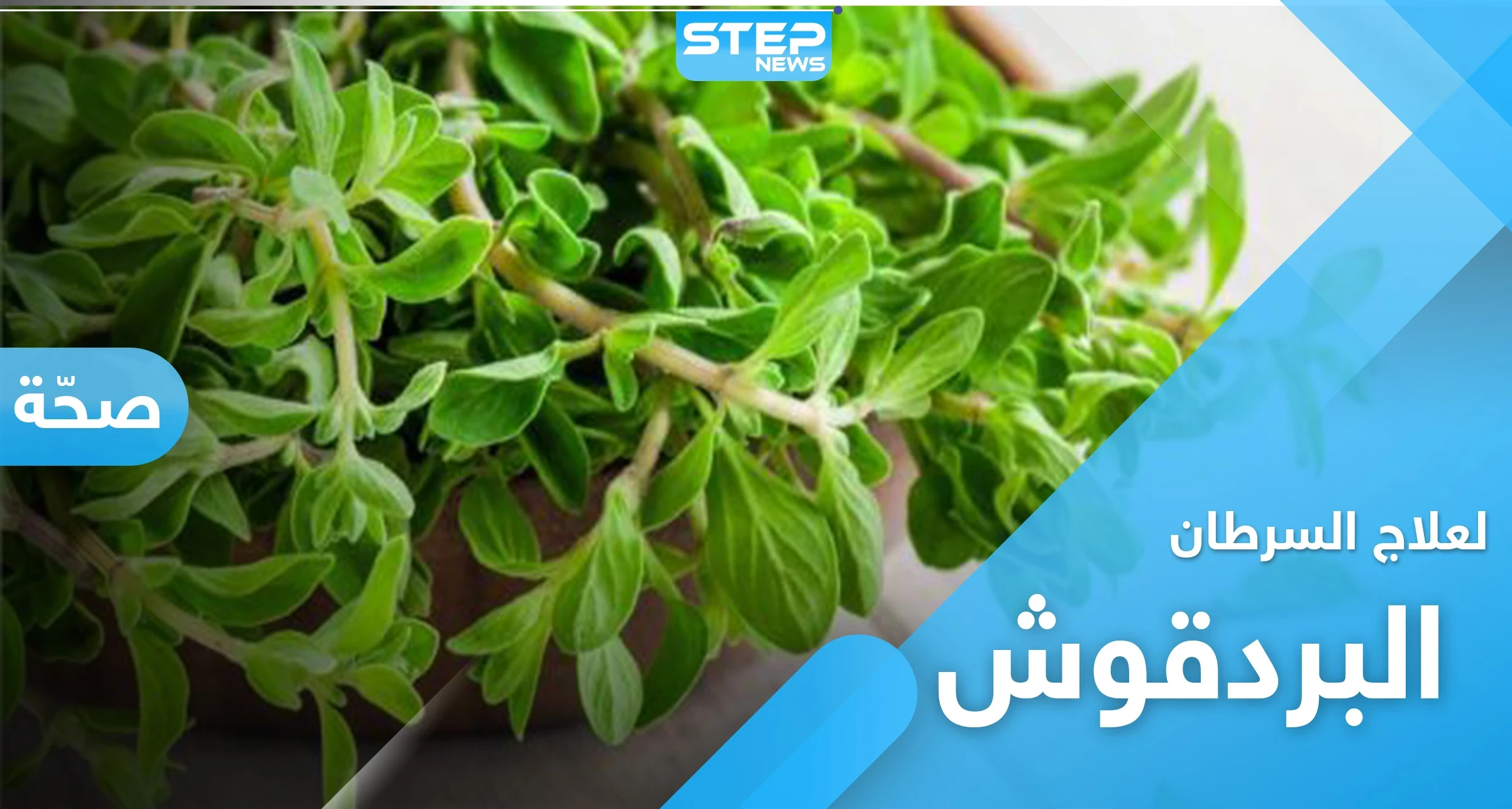 نبات البردقوش.. لعلاج السرطان وأمراض العصر الجديد