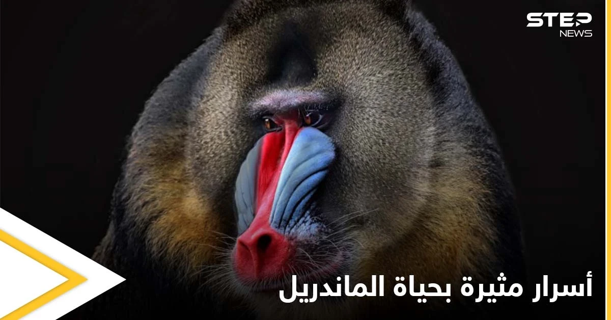 أسنانه تشير إلى جنسه وتحدد قدرته على الإنجاب.. حقائق غريبة في حياة "الماندريل" أكبر قرود العالم القديم الملونة