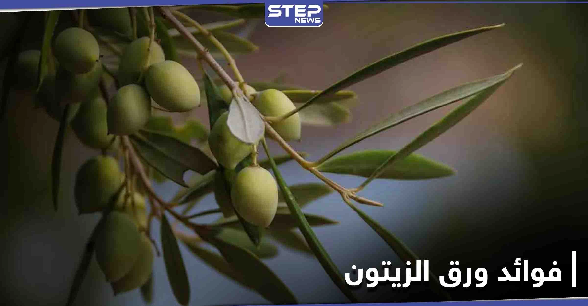 تعرف إلى فوائد ورق الزيتون واستخداماته الطبيعية لعلاج مرض السكري ومضاعفات السُمنة
