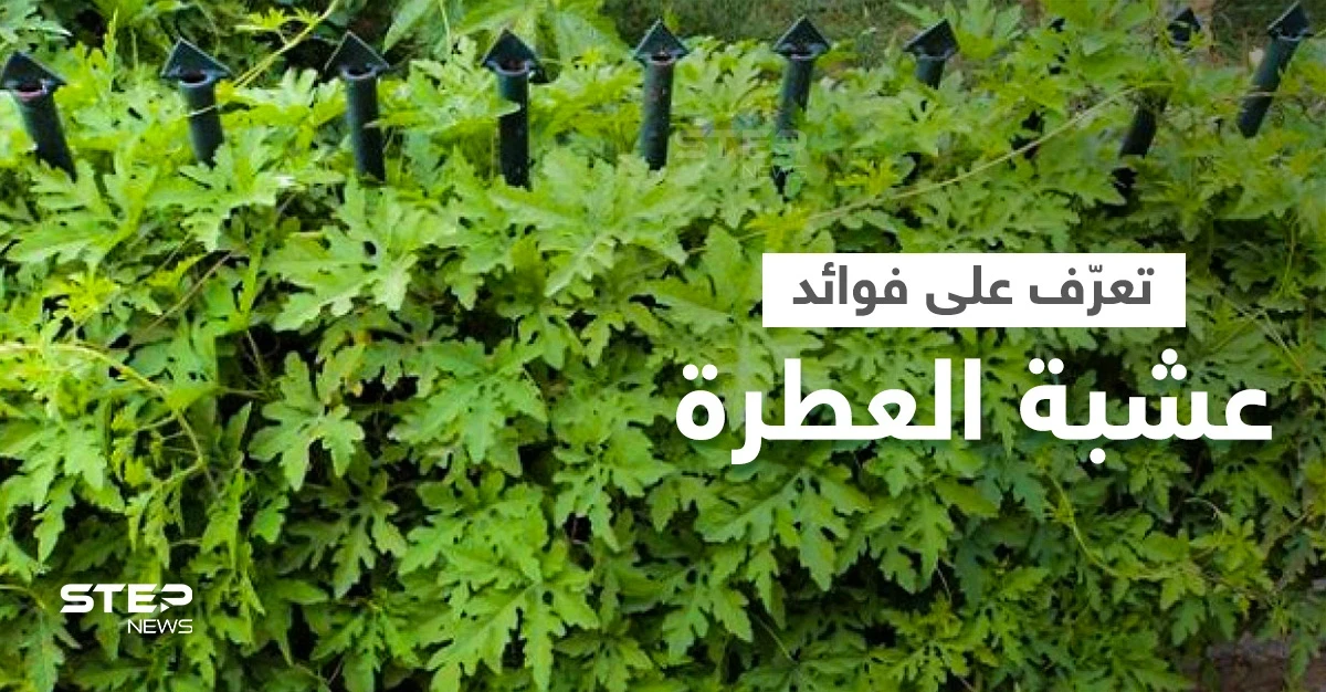 تعرف على فوائد عشبة العطرة لعلاج الالتهابات والتخلص من السموم وأعراضها الجانبية