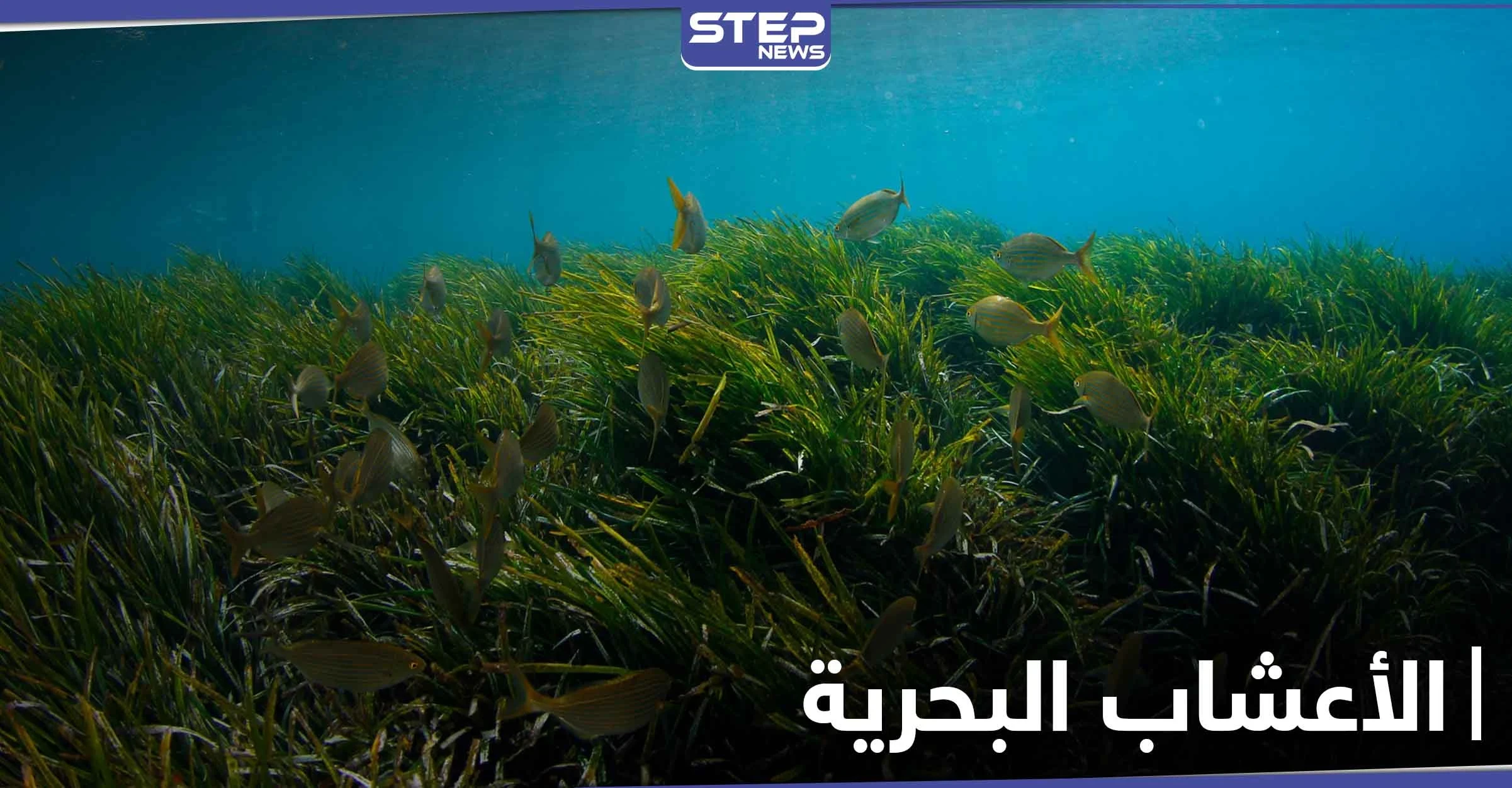 فوائد الأعشاب البحرية وخواصها الصحية و استخداماتها الجمالية للبشرة والشعر