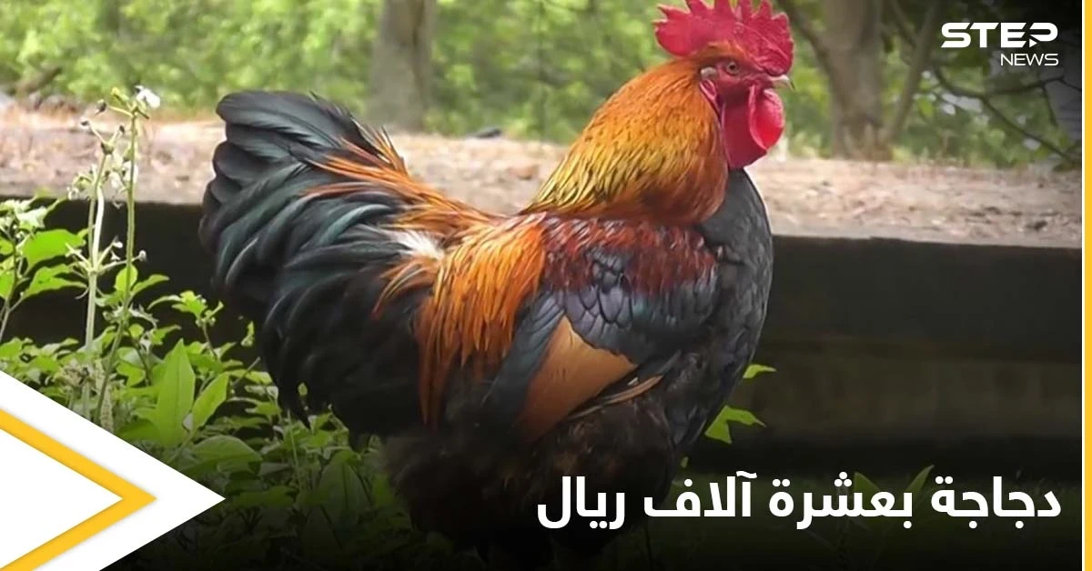 الدجاجة الثمينة.. وصل سعرها 10 آلاف ريال في مكة ومصادر تكشف الأسباب