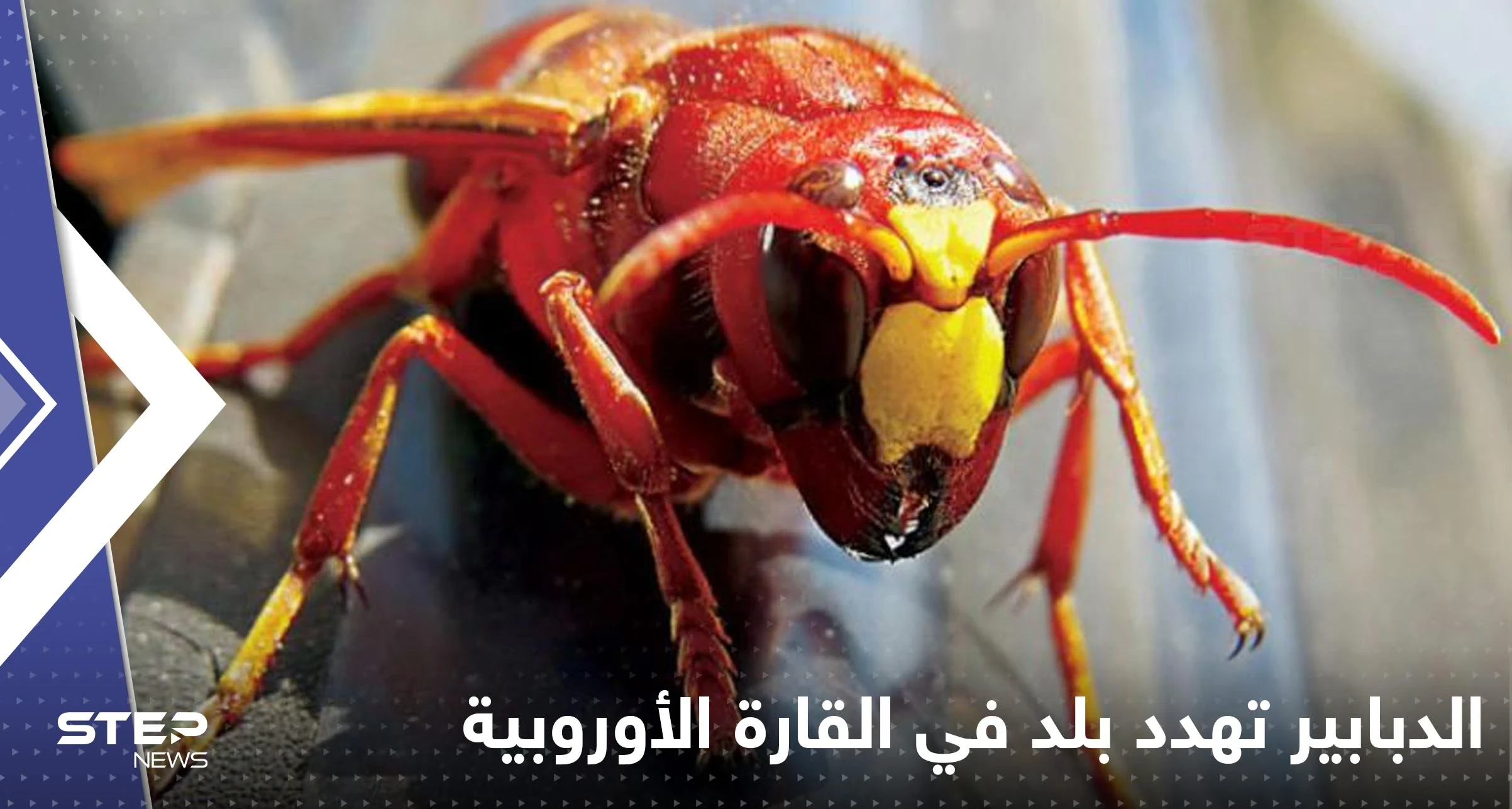 الدبابير "تهدد" دولة في القارة الأوروبية بالغزو أواخر هذا الصيف.. وخبراء يحذرون