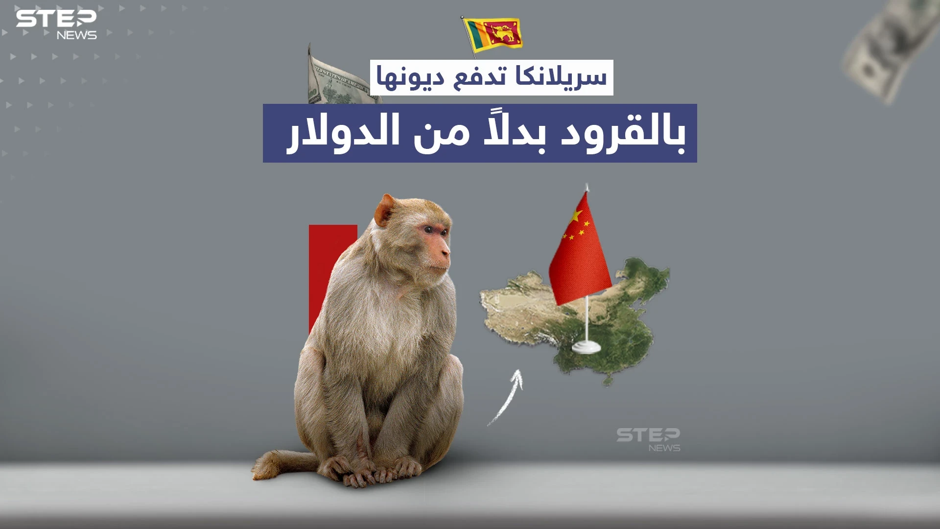 بعد تعثرها عن سداد ديونها.. سريلانكا تستعين بالقرود لتسديد قروضها للصين