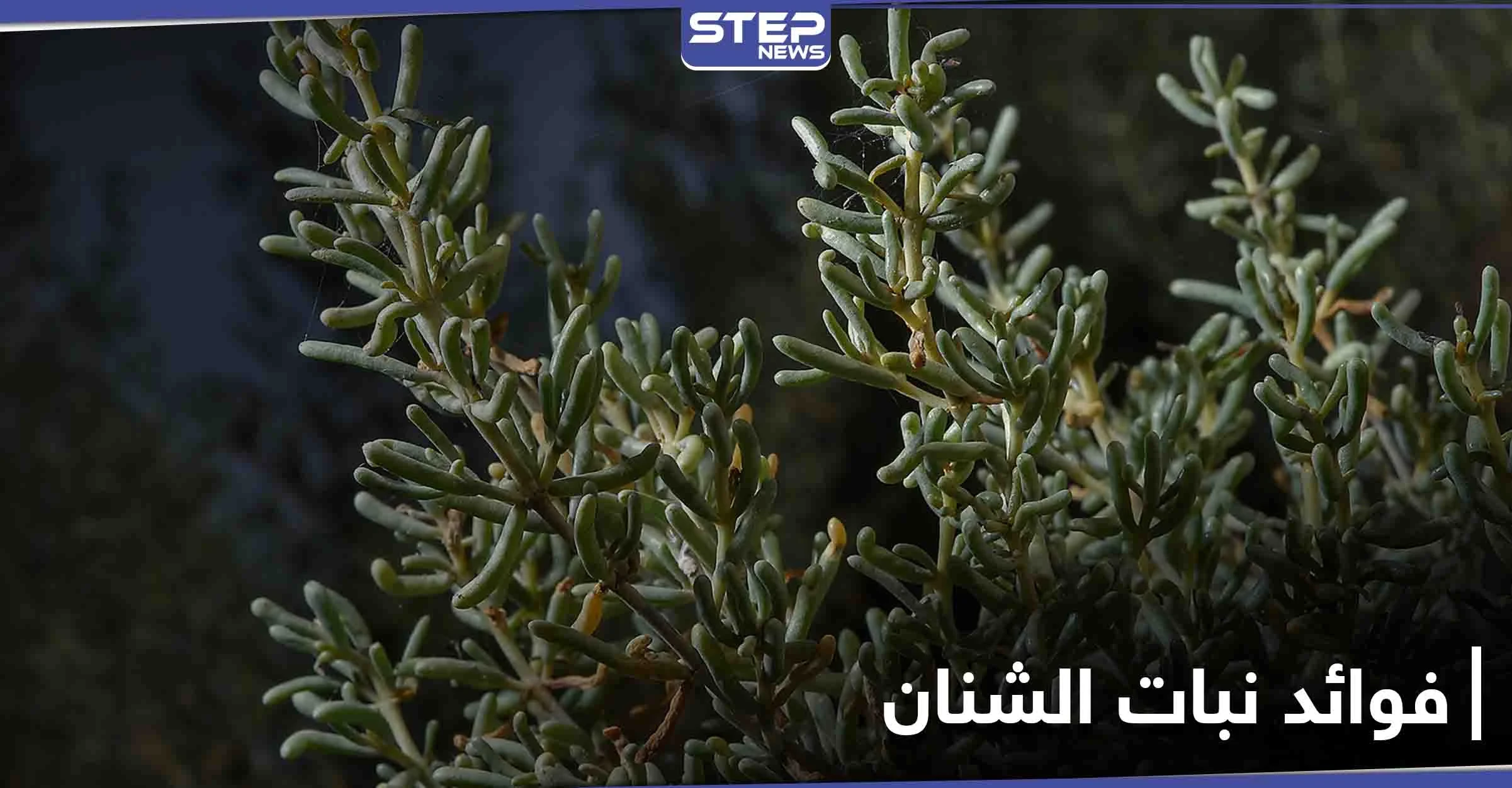 نبات الشنان صيدلية تقدمها لنا الطبيعة