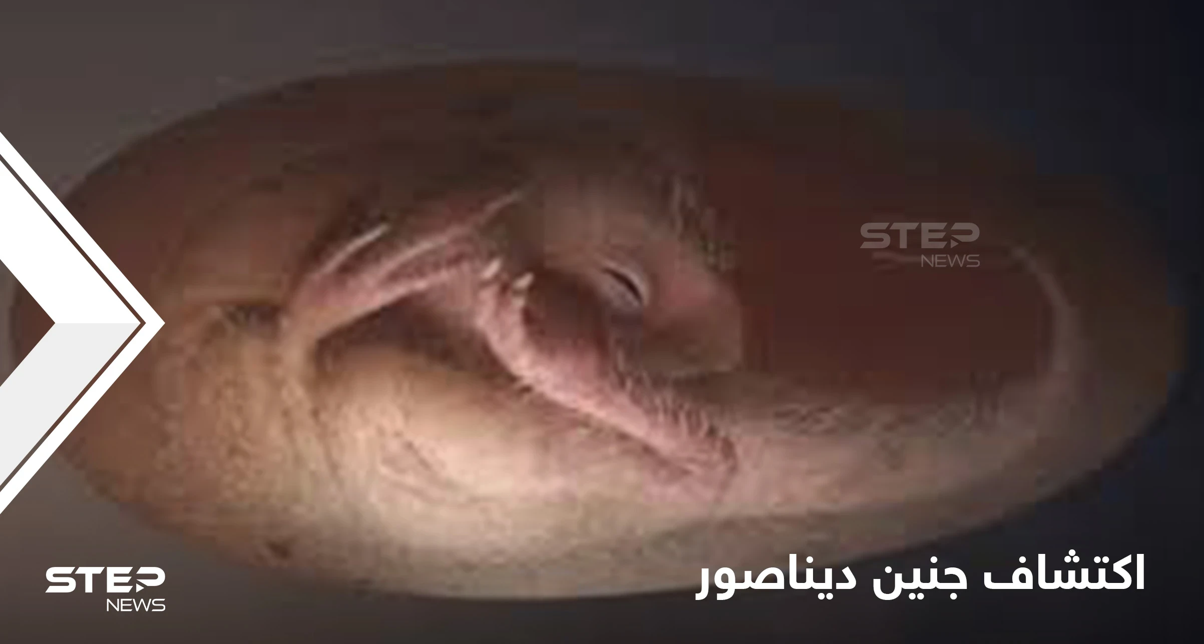 اكتشاف جنين ديناصور يتحضر للفقس على طريقة الطيور يدهش العلماء