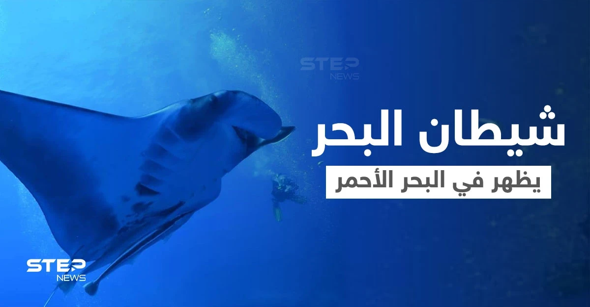 بالفيديو|| غواصو البحر الأحمر يلتقون بـ "شيطان البحر" ويوثقون مشاهد مذهلة في الأعماق
