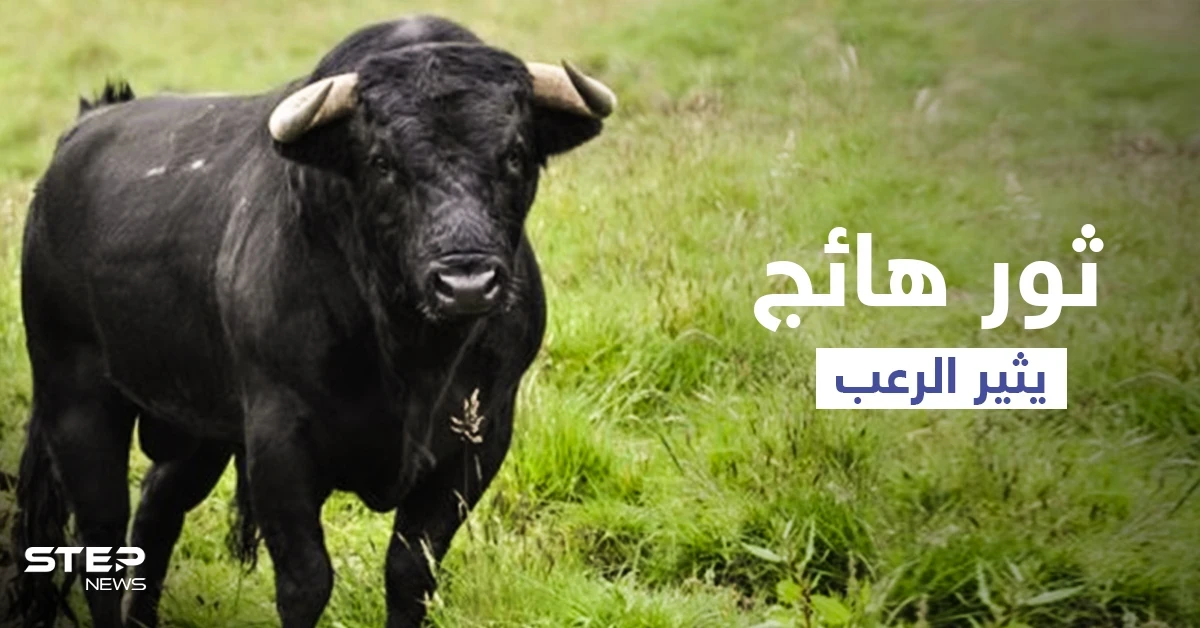 بالفيديو|| مواجهة عنيفة بالأسلحة النارية بين أهالي قرية باكستانية وثور أسود ضخم أثار رعبهم