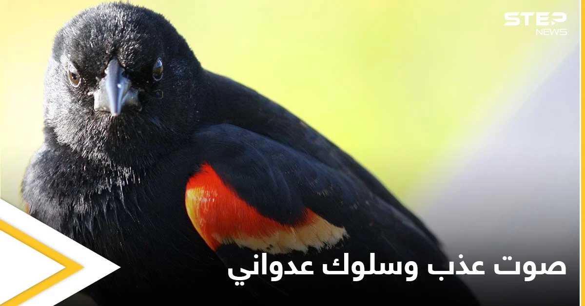 يدافع بشراسة عن أرضه وأنثاه.. عدوانية الشحرور ذو الأجنحة الحمراء رغم صغر حجمه وصوته العذب