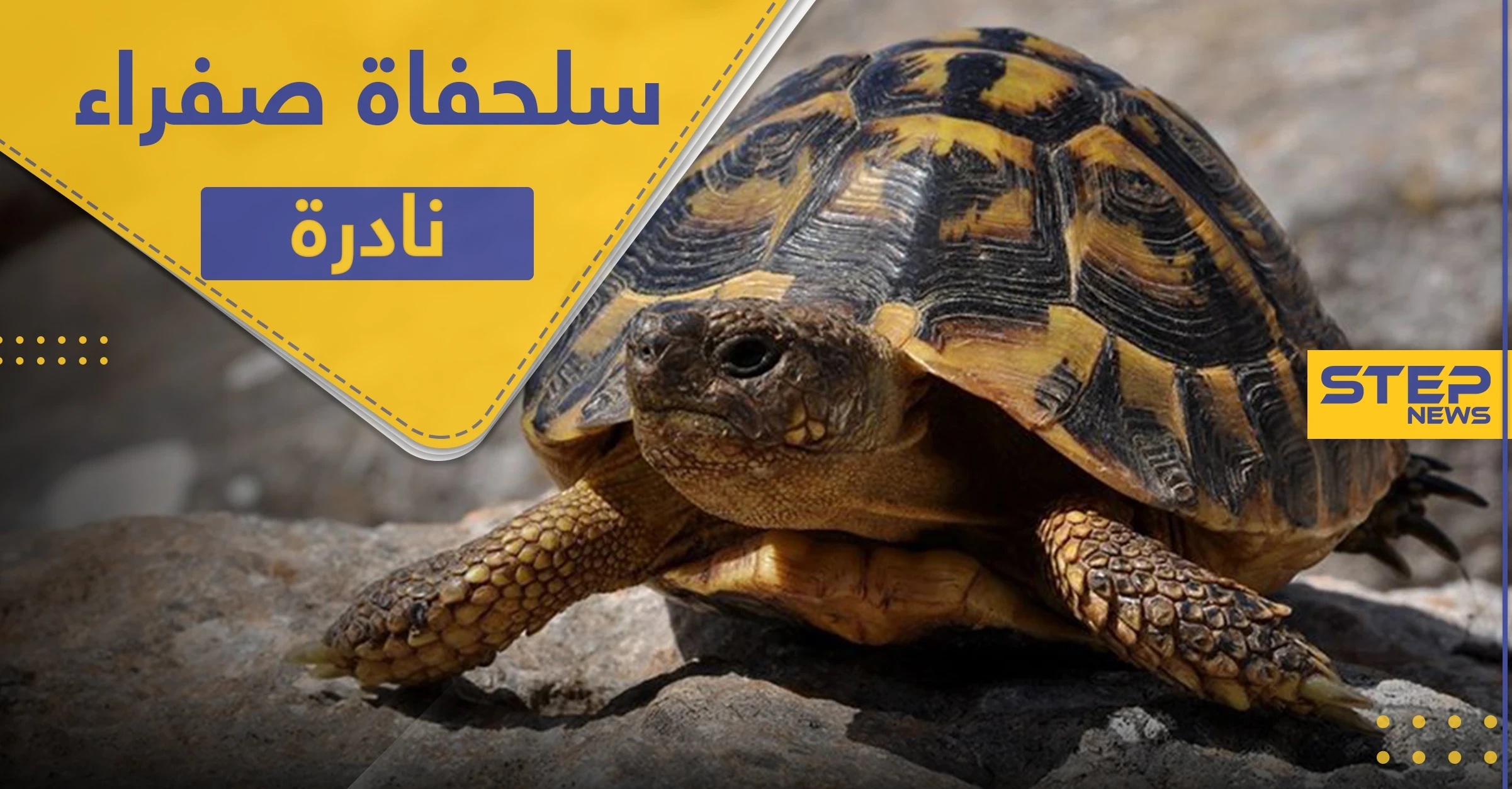 العثور على سلحفاة صفراء "نادرة" في الهند وخبير يكشف سبب لونها (فيديو)