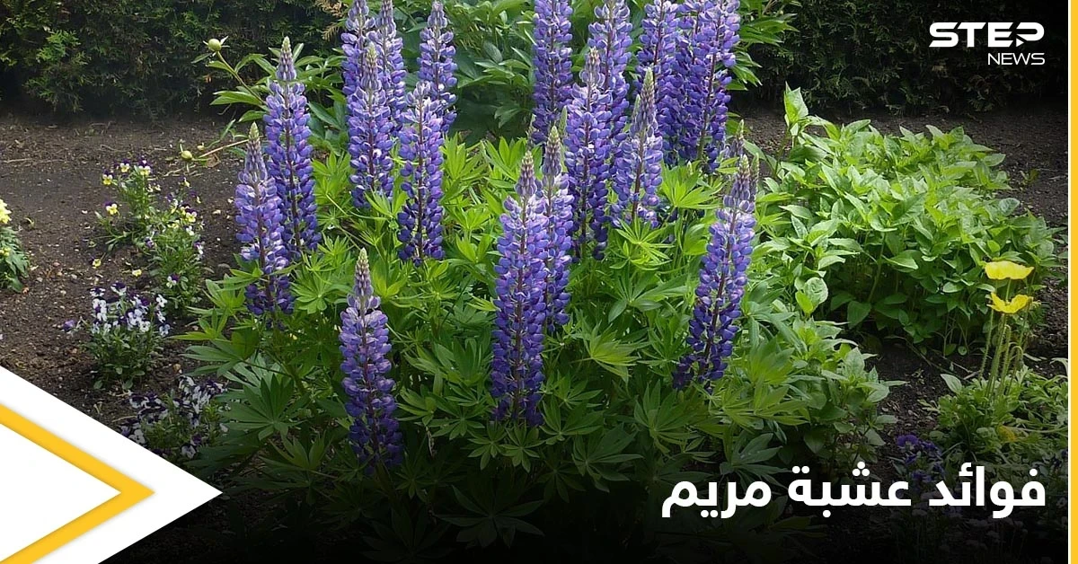 عشبة مريم.. صيدلية تحتوي على أنجح العلاجات وبديلة عن الأدوية الكيميائية