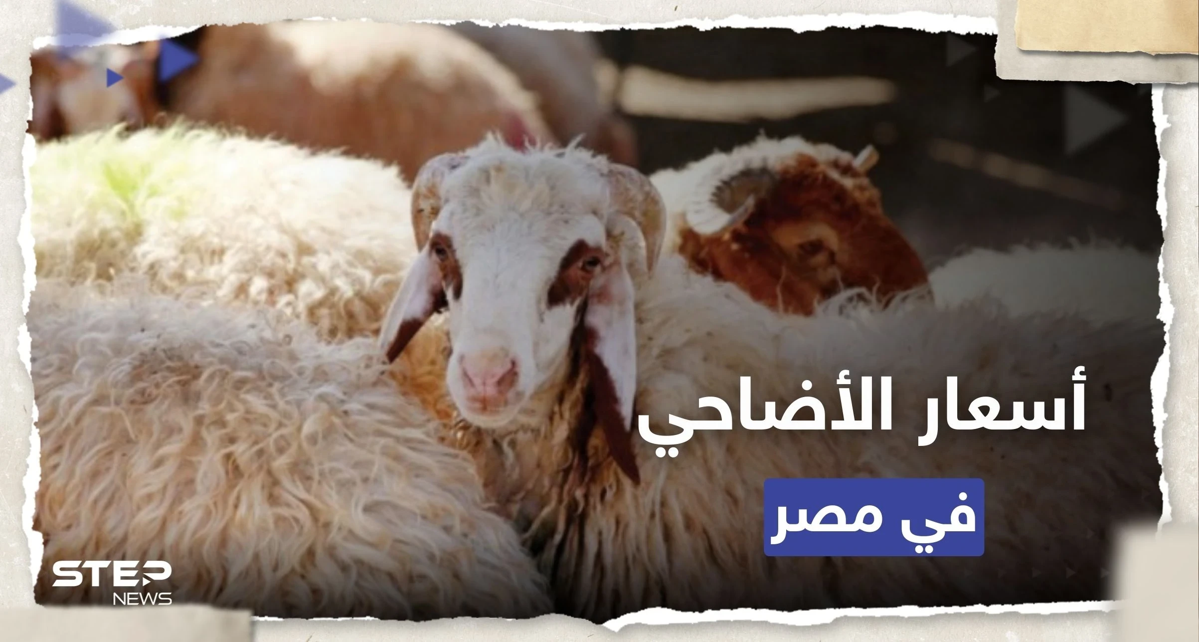 مع اقتراب عيد الأضحى.. أسعار الأضاحي في مصر 2023