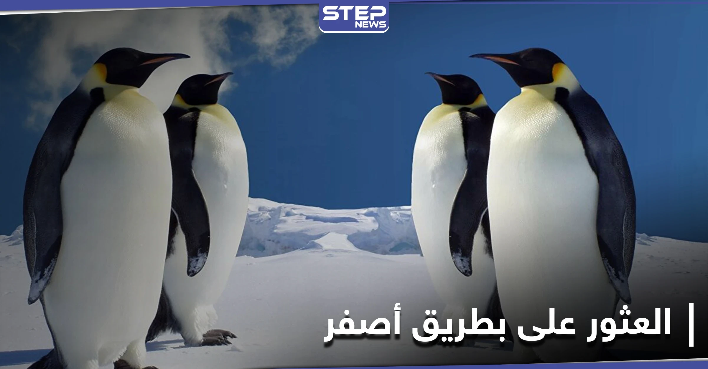 اكتشاف بطريق أصفر فريد من نوعه جنوب المحيط الأطلسي