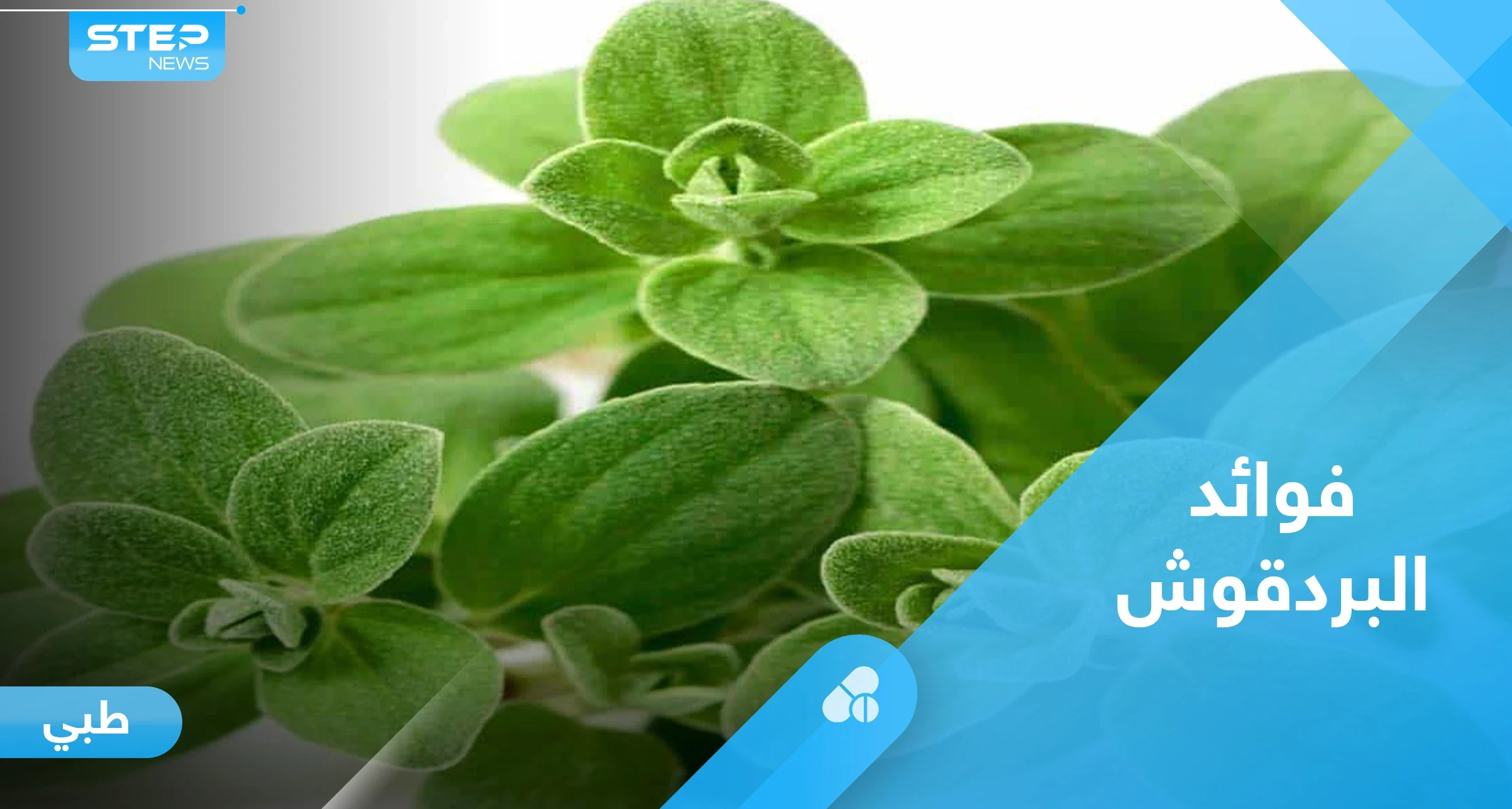 مع اقتراب الشتاء تعرف إلى فوائد البردقوش الصحية