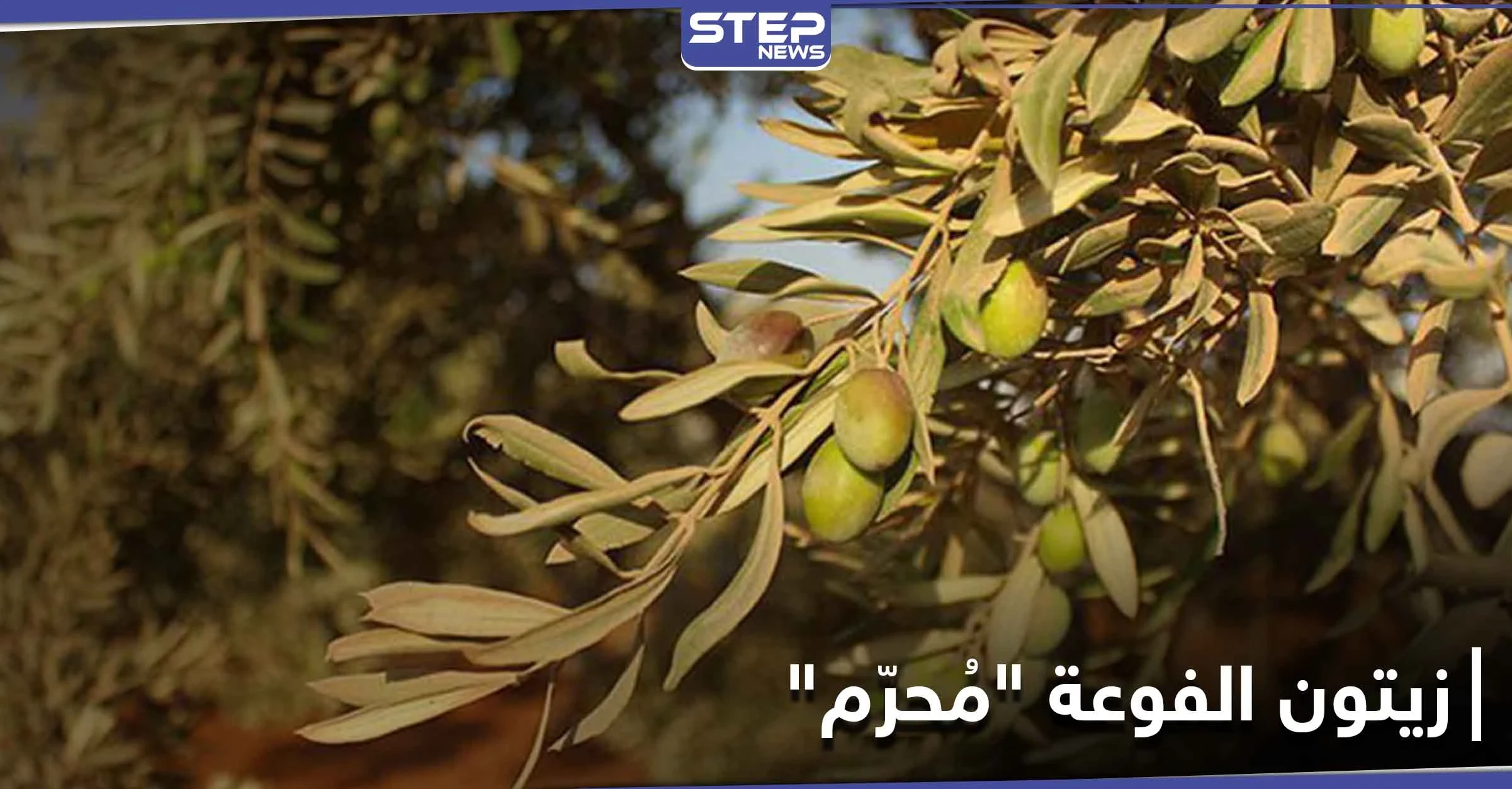 موسم الزيتون بالفوعة.. هيئة تحرير الشام تستحوذ وتمنع الأهالي من الاستفادة