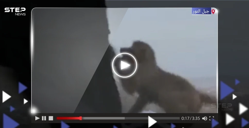 بالفيديو|| قرد يحاول سرقة ملابس إحرام سيدة على جبل النور بمكة المكرمة يثير تفاعلاً على التواصل الاجتماعي
