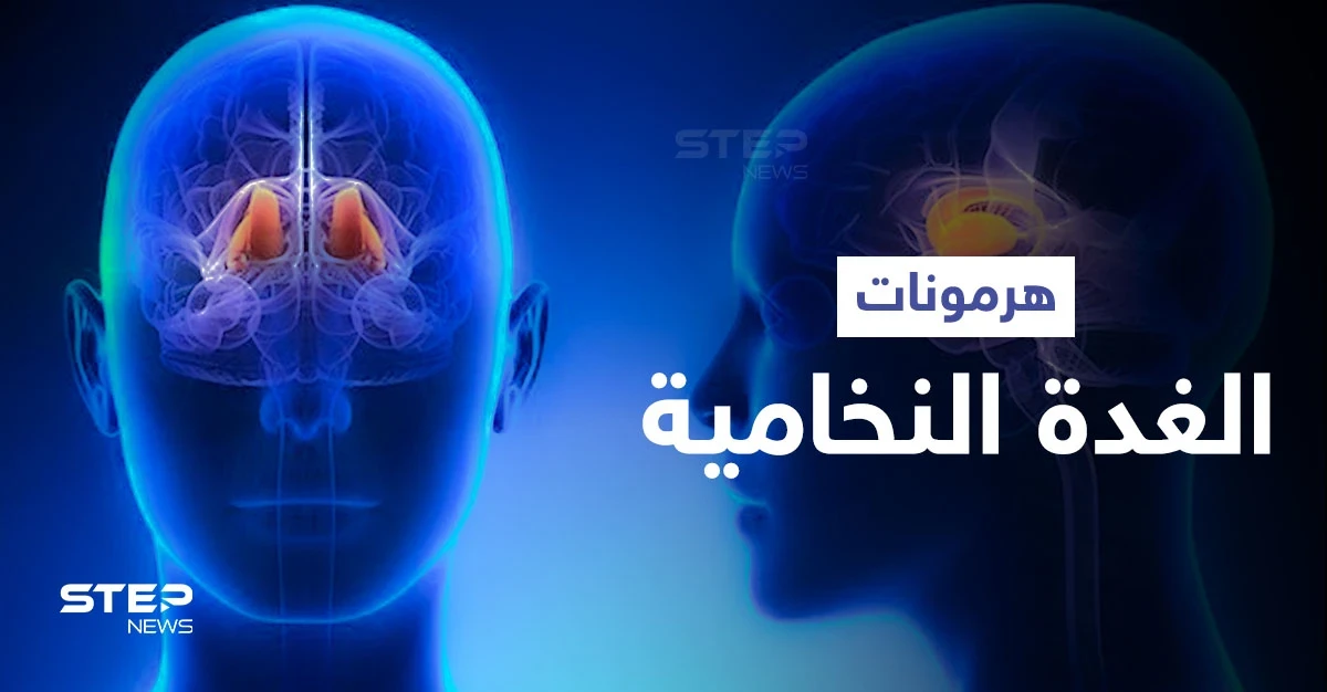 تعرّف على أهمية الغدة النخامية وهرموناتها الضرورية للحياة الزوجية والإنجاب