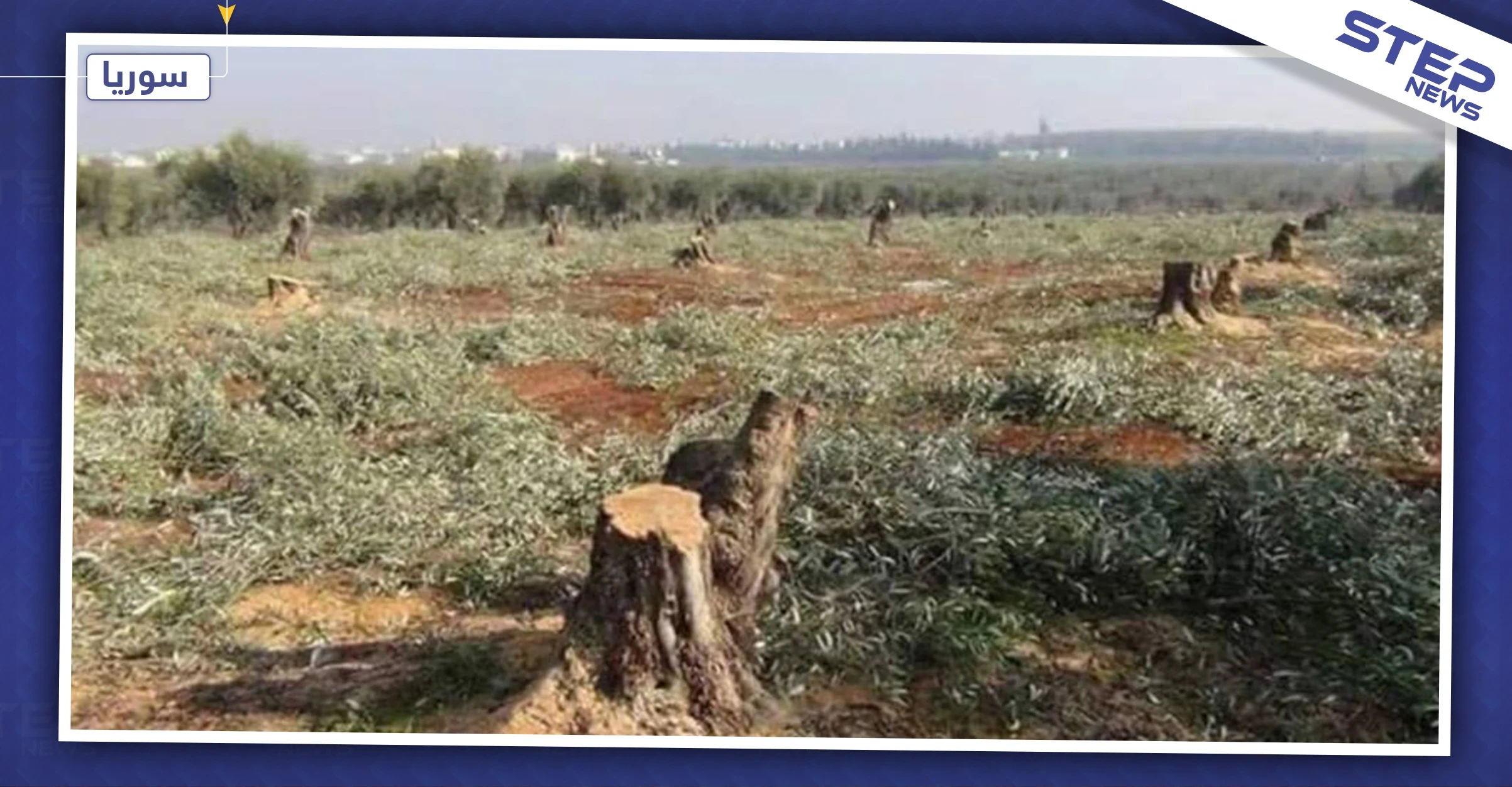 خاص|| قادة المعارضة الموالية لتركيا يقضون على الثروة الحراجية شمالي حلب بهدف التجارة بالحطب!