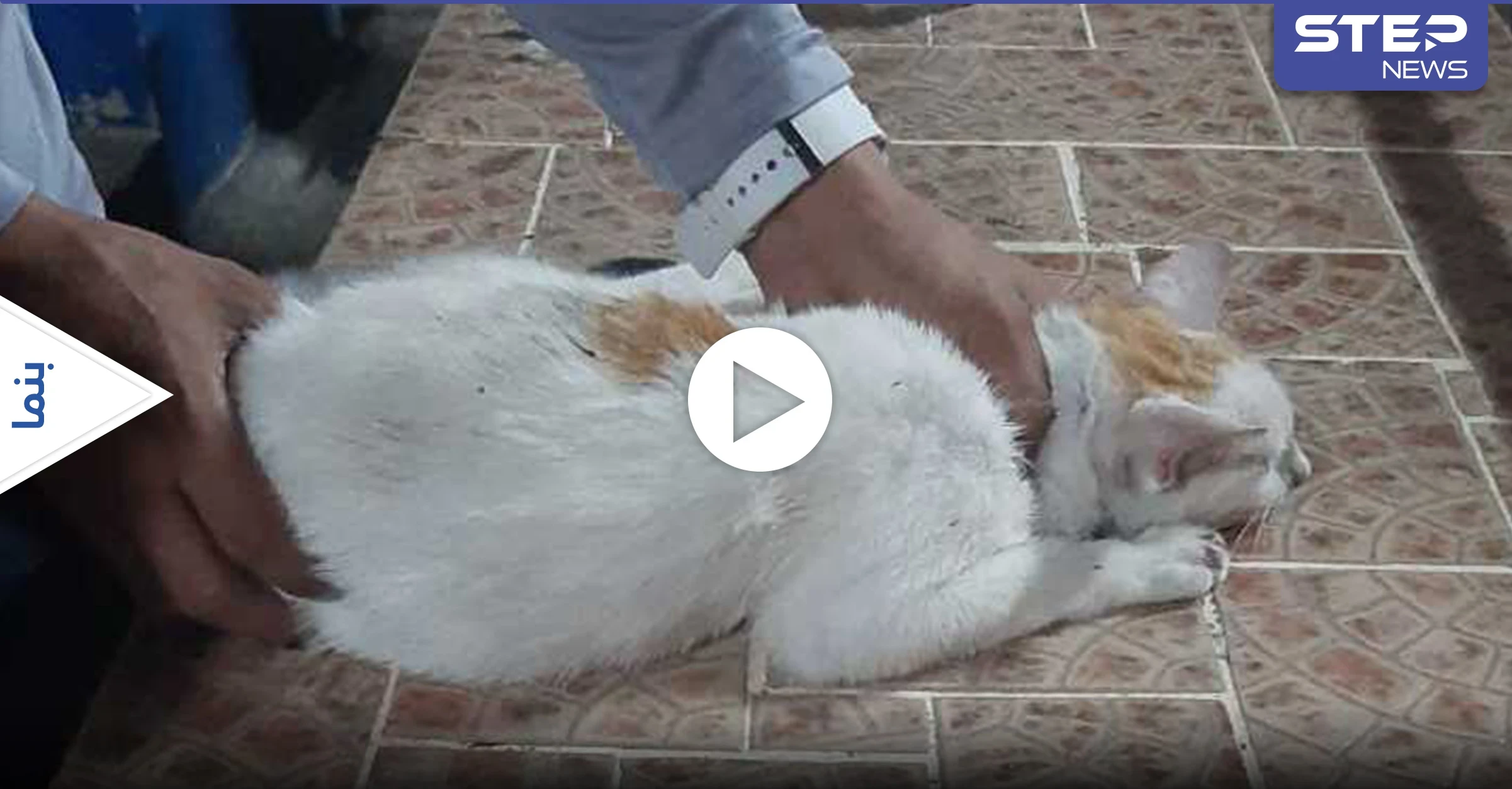 بالفيديو|| القبض على ألطف مهربي المخدرات.. قط يحاول اختراق السجن لنقل المواد الممنوعة إليه