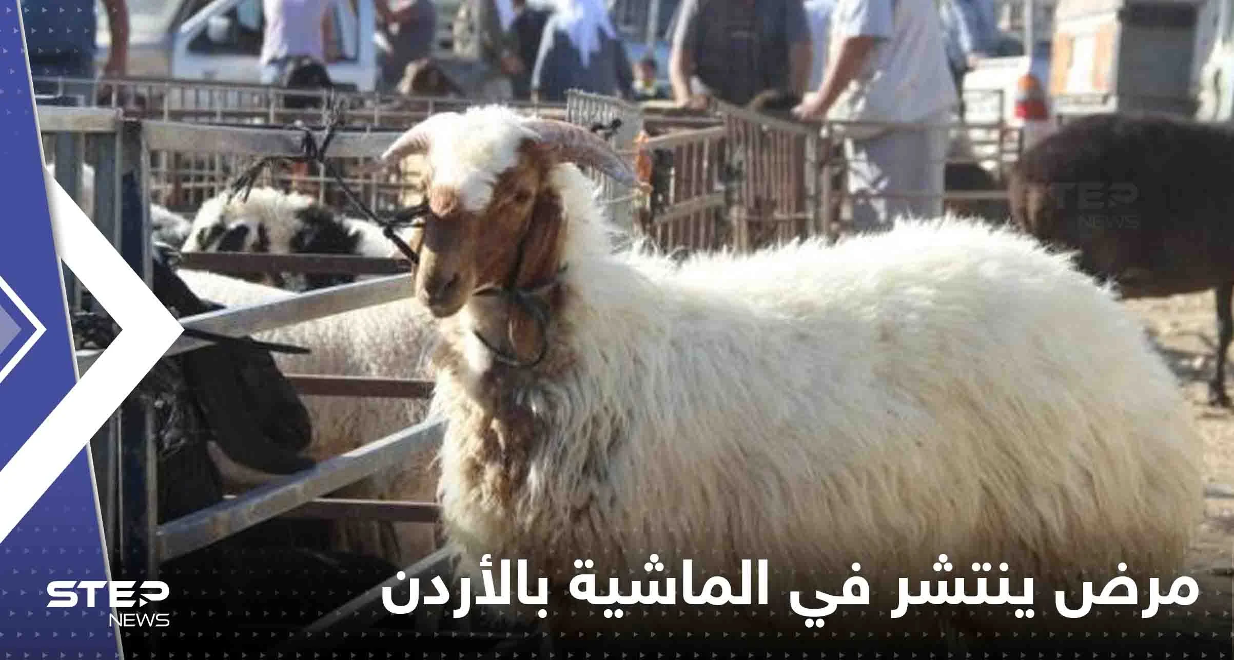 مرض خطير ينتشر في أسواق الماشية بالأردن.. والسلطات تستنفر