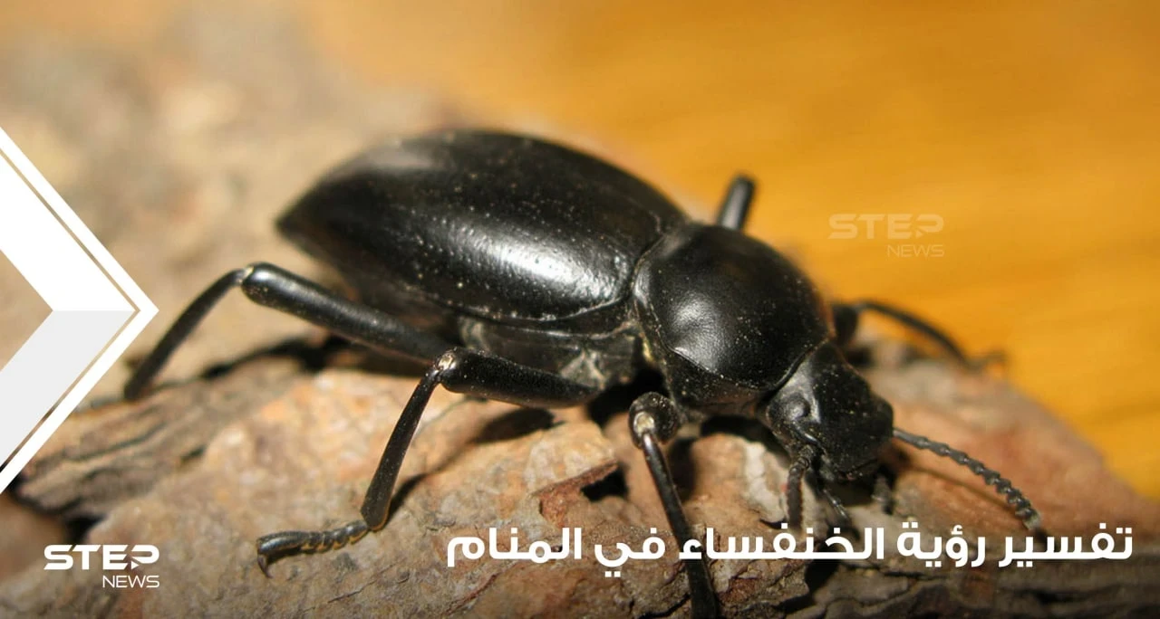 تفسير رؤية الخنفساء في المنام باختلاف أحوالها عند أغلب المعبرين