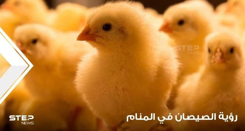 رؤية الصيصان في المنام ودلالة اختلاف ألوانها عند المعبرين