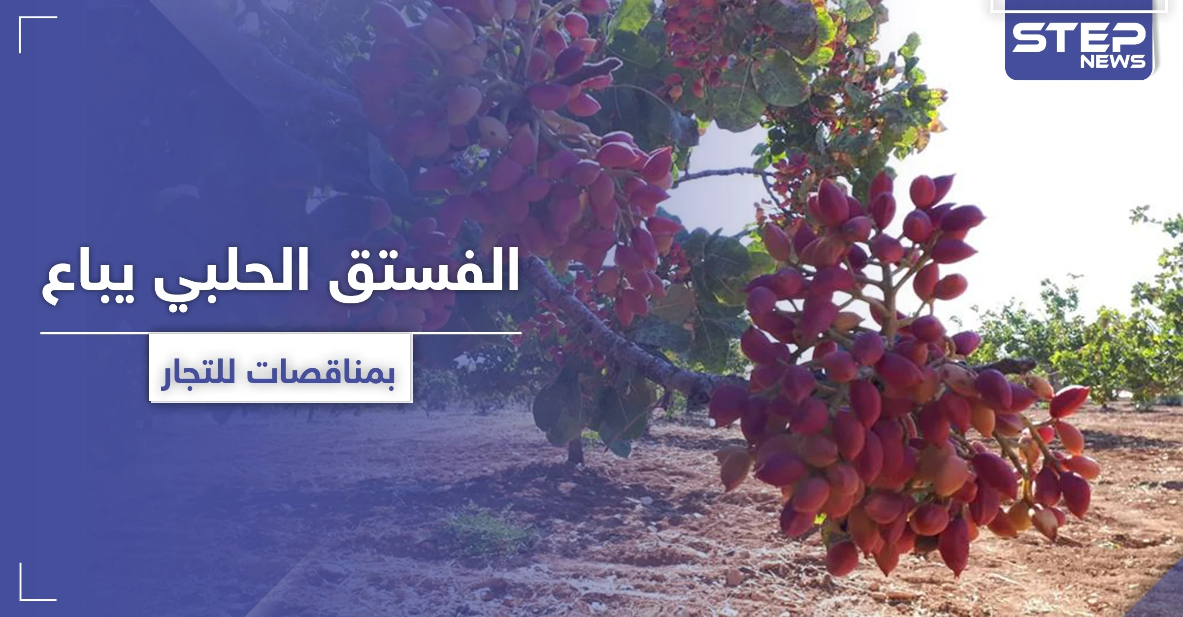 الفستق الحلبي بريفي حماة وإدلب يباع بمناقصات للتجار.. وأصحابه يأكلهم الفقر بالمخيمات