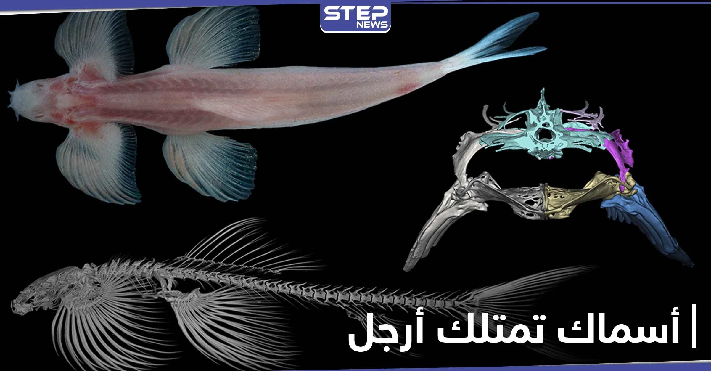 بالصور|| اكتشاف علمي حديث.. هذه الأنواع من الأسماك تمتلك أرجل وتمشي على الأرض
