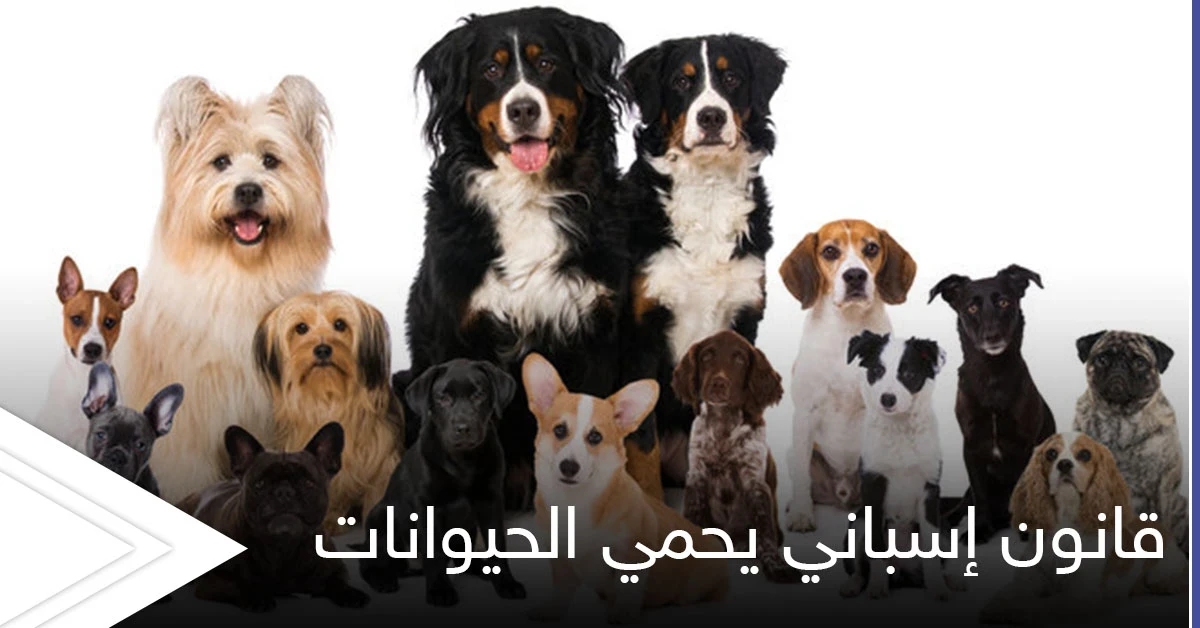 قانون إسباني لـ حماية الحيوانات وضمان الحضانة لها يضع شروطاً قاسية في حال طلاق أصحابها "ملزمان برعايتها"